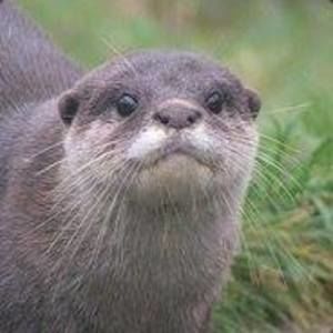 Meet your Posher, Ian